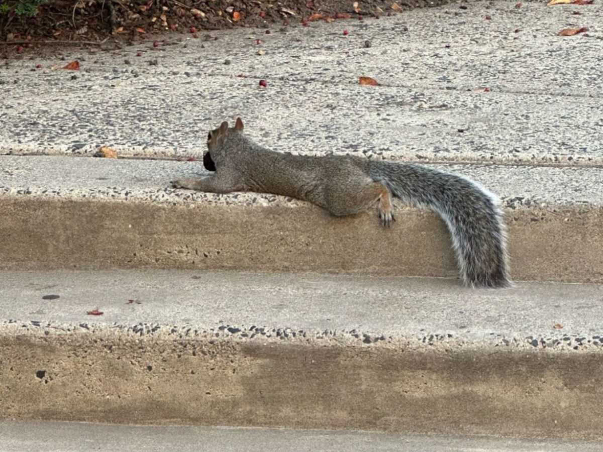 The Squirrels Here Aren’t&nbsp;Real