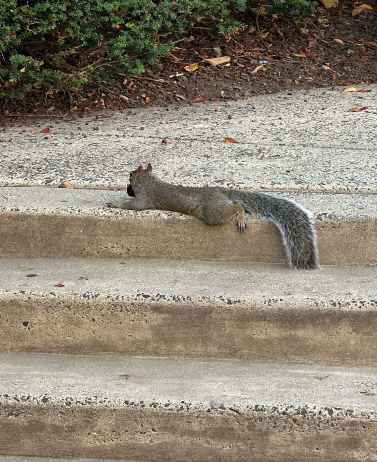 The Squirrels Here Aren’t&nbsp;Real